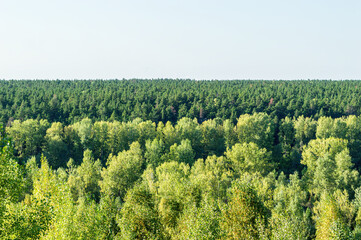 Meeting of Deciduous and Coniferous Forests
