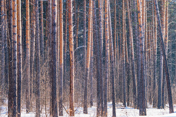 Winter Coniferous Forest with Falling Snow Flakes
