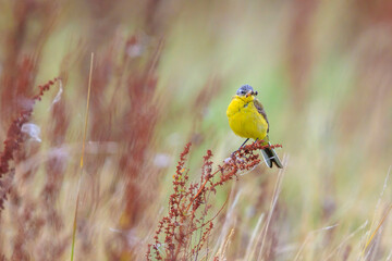 Closeup of a male western yellow wagtail bird Motacilla flava singing