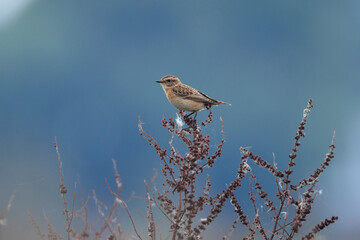 Juvenile Stonechat, Saxicola rubicola, bird singing