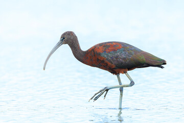 Glossy ibis, Plegadis falcinellus, wader bird in breeding plumage