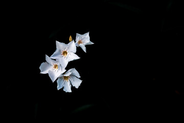 white oleander flowers on black background
