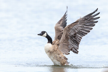 Canadian goose, Branta canadensis, cleaning
