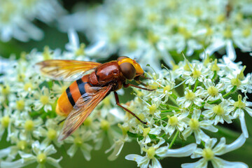 Volucella zonaria, hornet mimic hoverfly, feeding on white flowers