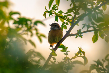 Male Stonechat, Saxicola rubicola, bird singing