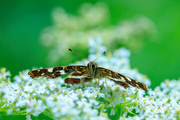 The map butterfly, araschnia levana, close-up portrait top view