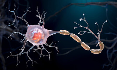 Neuron cell