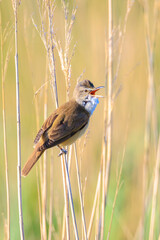 Close up of a great reed warbler, acrocephalus arundinaceus, bird singing in reeds
