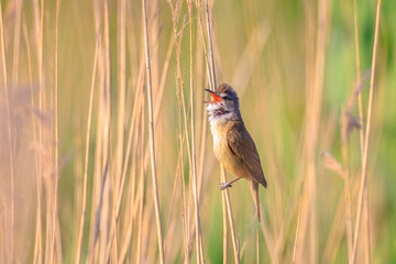 Close up of a great reed warbler, acrocephalus arundinaceus, bird singing in reeds