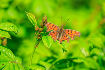 Comma butterfly Polygonia c-album resting side view