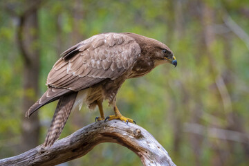Common buzzard, Buteo Buteo, bird of prey perched