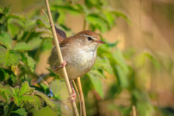 Cetti's warbler, cettia cetti, bird singing and perched