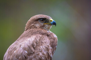 Common buzzard, Buteo Buteo, bird of prey perched