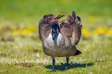 Canadian goose Branta canadensis in a meadow