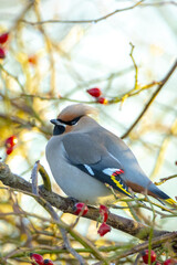 The Bohemian waxwing, Bombycilla garrulus, migratory bird is a rare visitor in the Netherlands