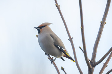 The Bohemian waxwing, Bombycilla garrulus, migratory bird is a rare visitor in the Netherlands