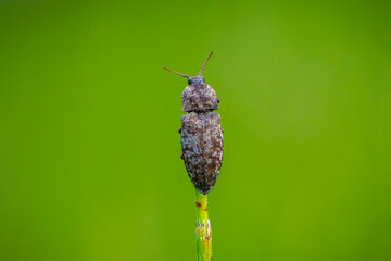 Agrypnus murinus, a species of click beetle