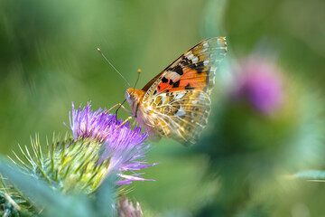 Fototapeta na wymiar Painted Lady butterfly, vanessa cardu, feeding