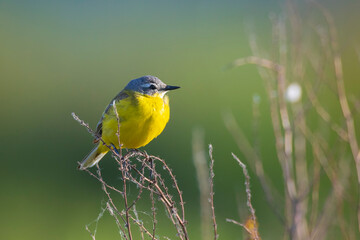 Closeup of a male western yellow wagtail bird Motacilla flava singing