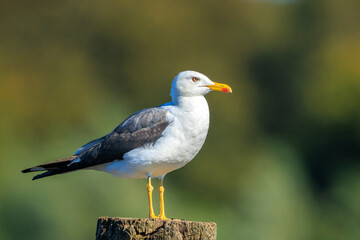 Lesser black-backed gull, Larus fuscus, perched