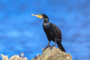 Great Cormorant, Phalacrocorax carbo, drying wings