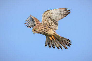Kestrel, falco tinnunculus, bird of prey hunting
