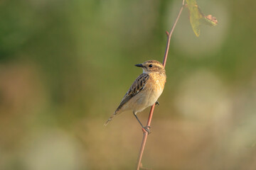 Whinchat, Saxicola rubetra, foraging