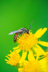 lasioglossum calceatum, a Palearctic species of sweat bee, pollinating