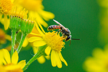 lasioglossum calceatum, a Palearctic species of sweat bee, pollinating