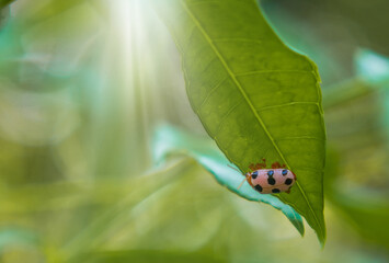 Ladybug sitting on green leaf on a sunny spring or summer day, clean environment eco banner background. - 661802999