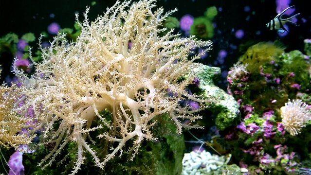 Stunning 4K Close-Up of Fish in an Aquarium