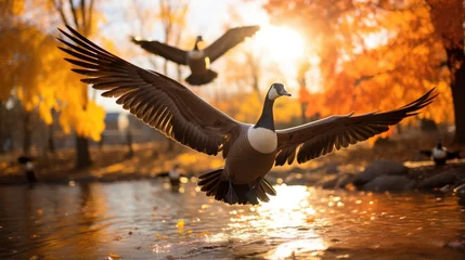 Fotobehang Canada Geese Migrating In Fall. Сoncept Fall Foliage, Breath-Taking Landscapes, Harvest Season, Pumpkin Patches, Cozy Sweater Weather © Ян Заболотний