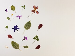 Art set of dry herbarium flowers and leaves on white paper