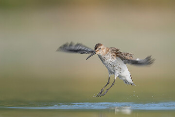 Landing in the waters, fine art portrait of Dunlin (Calidris alpina)