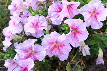 Closeup view of bright pink flowers petunias