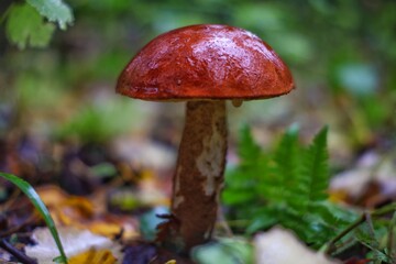 Boletus mushroom in the autumn forest