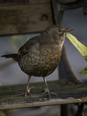 Amsel