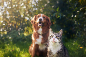 Cat and dog sitting together in grass on sunny day. Freindship between tabby domestic cat and Nova Scotia Duck Tolling Retriever. . - Powered by Adobe