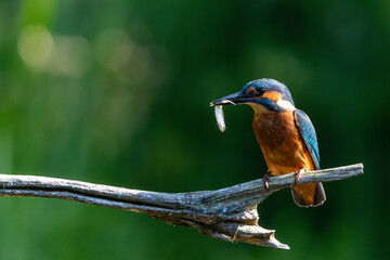 Common Kingfisher (Alcedo atthis) sitting on a branch and fishing in the forest in the Netherlands