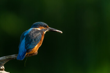 Common Kingfisher (Alcedo atthis) sitting on a branch and fishing in the forest in the Netherlands