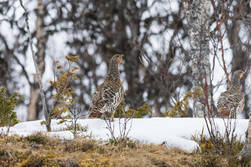 Female Capercaillie