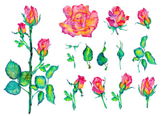 Pink flowers. Roses, buds and leaves on white background, watercolor illustration, floral clipart