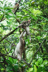 Monkey forest in Ubud, Bali, Indonesia.