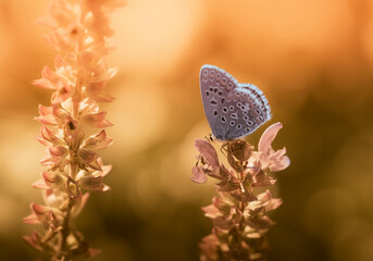 butterfly on a flower
