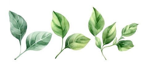 Fototapeta premium Lush green leaves. Natural beauty in spring. Botanical elegance. Leaf in summer. Close up of fresh foliage in great outdoors. Illustration of bright elements