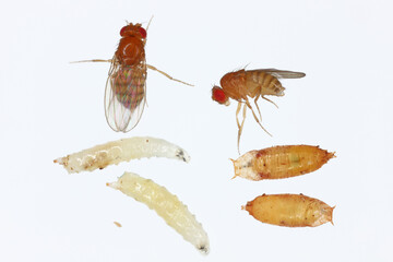 Vinegar fly, fruit fly (Drosophila melanogaster). All life stages: egg, larvae, pupa and adult fly in various shots. Isolated on a light background. - obrazy, fototapety, plakaty