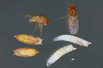 Vinegar fly, fruit fly (Drosophila melanogaster). All life stages: egg, larvae, pupa and adult fly in various shots. Isolated on a dark background. - obrazy, fototapety, plakaty