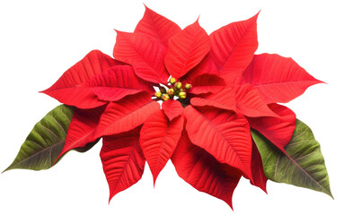 Poinsettia Vibrant Red Winter Bloom transparent background