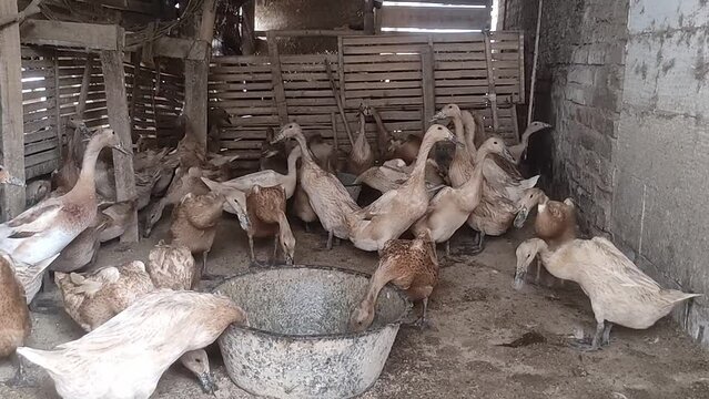 group of ducks in a traditional cage at a duck farm in Indonesia