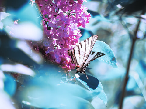 Butterfly machaon at the purple lilac